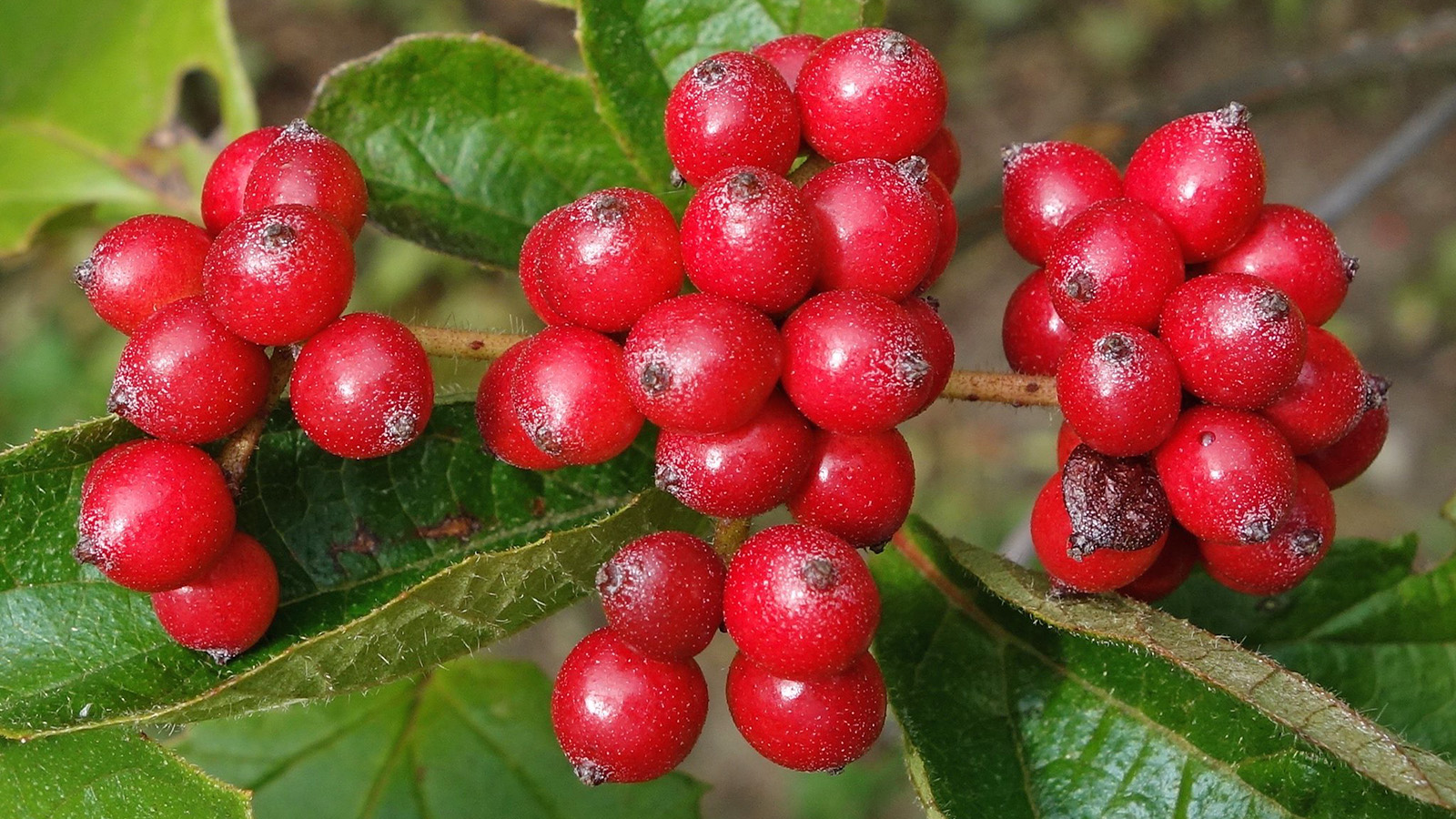 Round red berries against green leaves