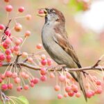A brown and tan bird perches on a twig and eats pink berries