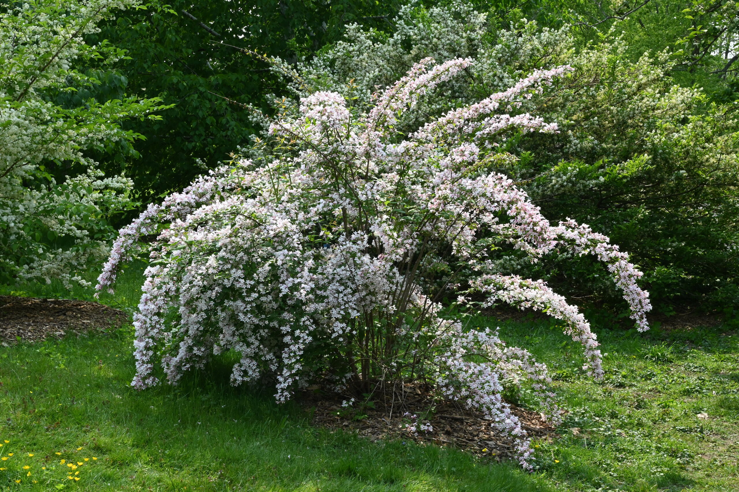 Plant Bios Archive - Arnold Arboretum | Arnold Arboretum