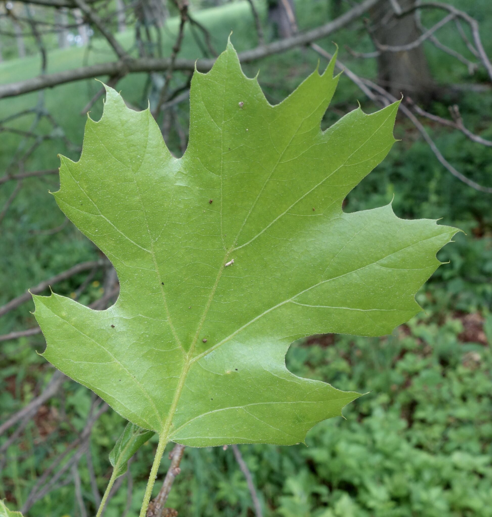 Maple leaf Oak Arnold Arboretum maple-leaf-oak-arnold-arboretum