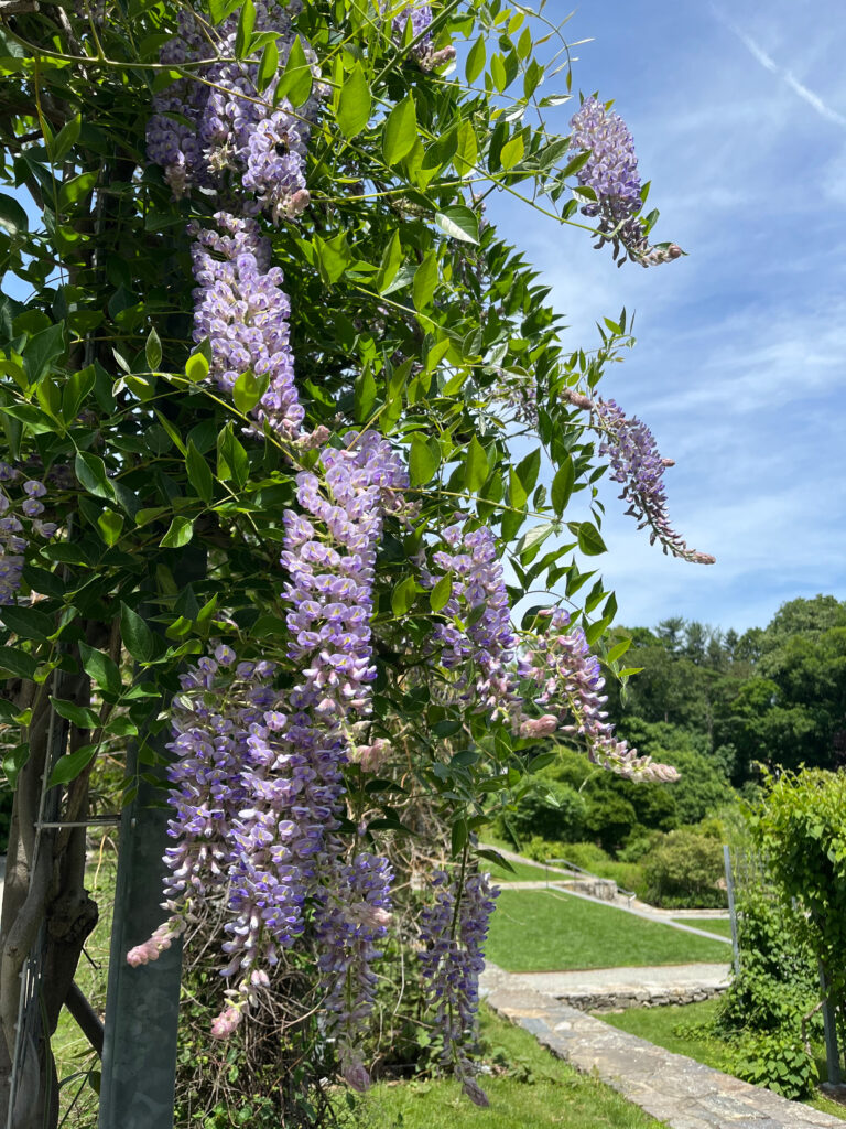 Wisteria frutescens flowers.