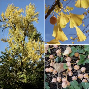 Rod Ginkgo Stop and Smell the Ginkgoes - Arnold Arboretum