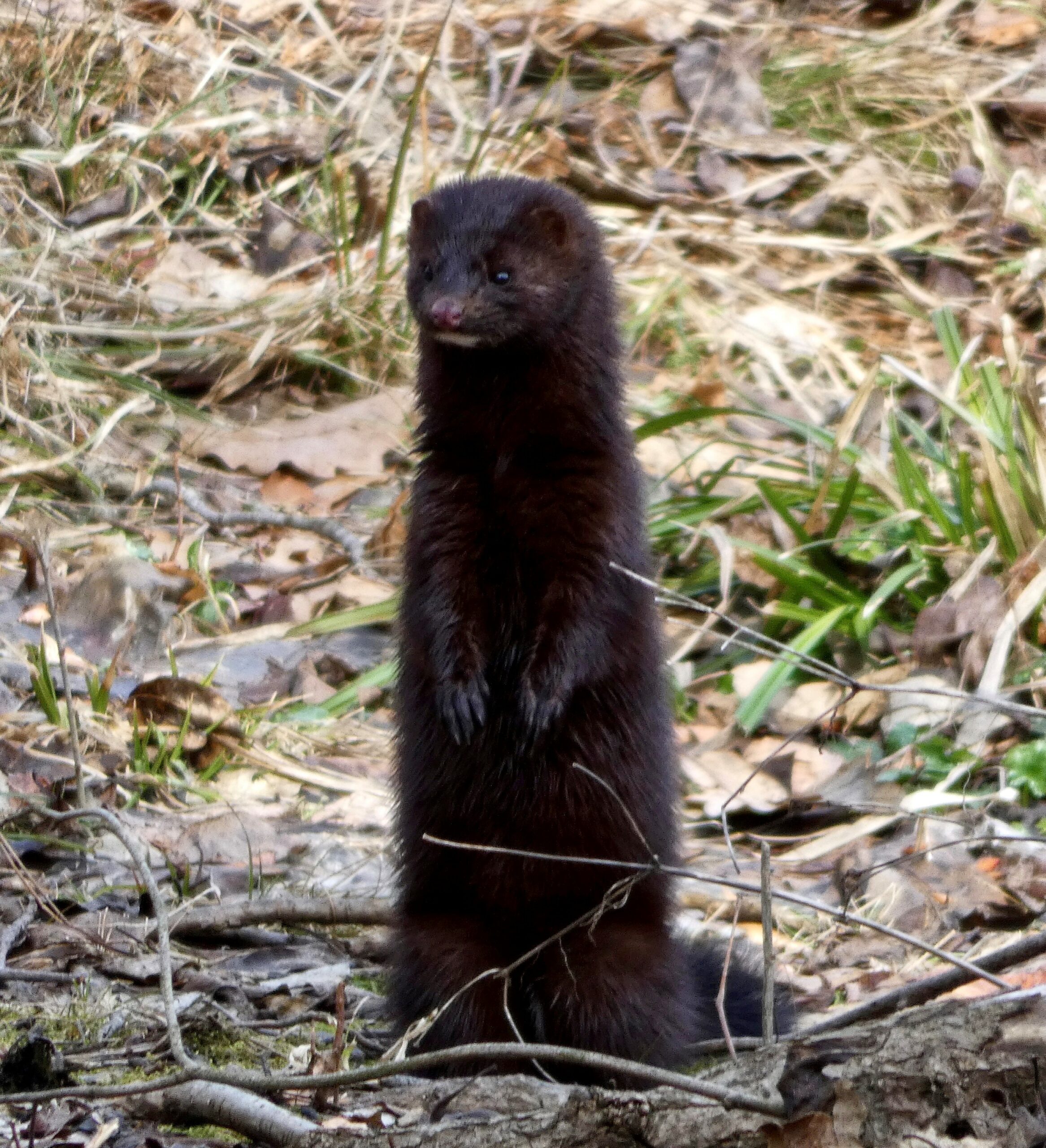 An American mink at Rehder Pond