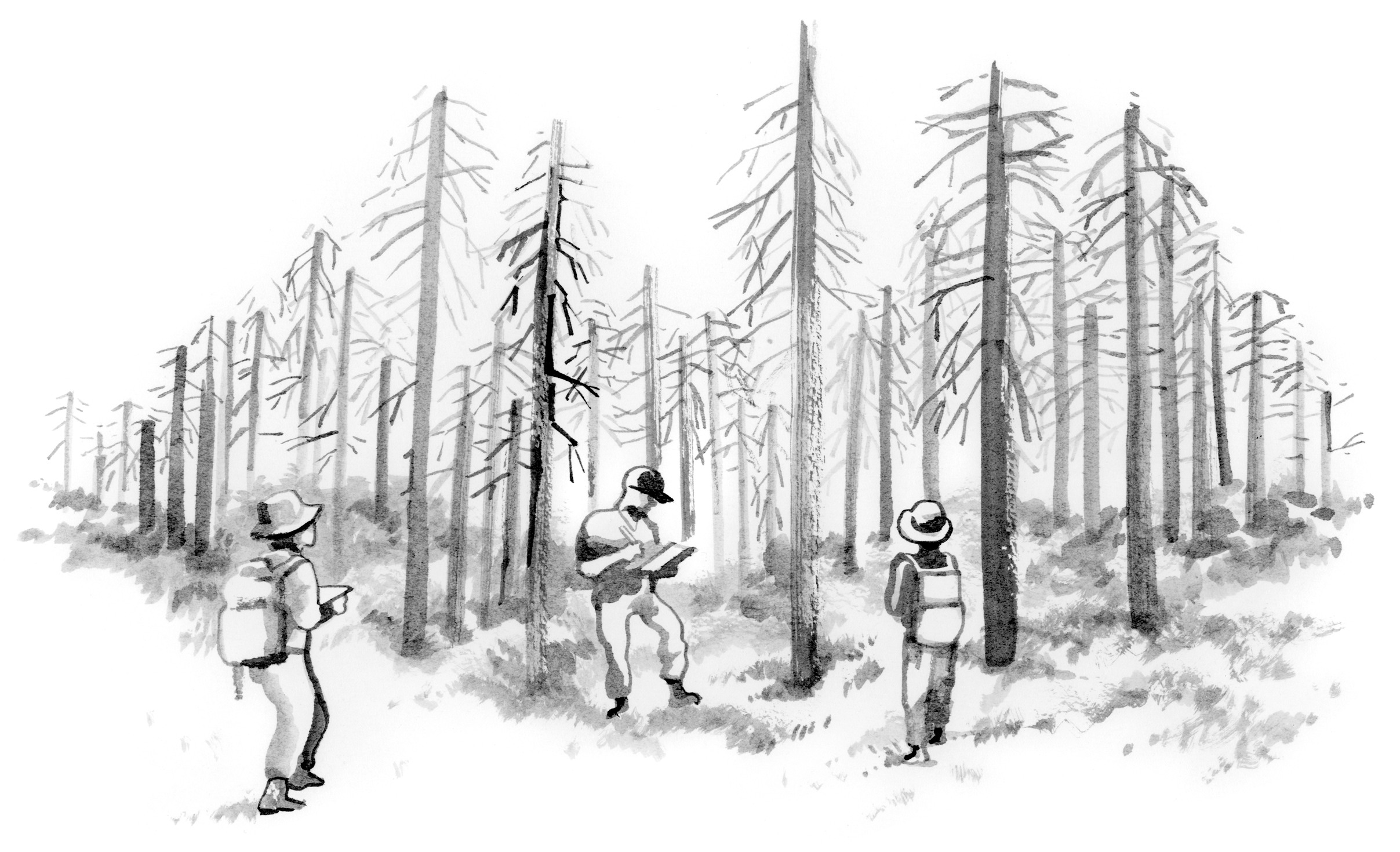 Searching Siskiyou