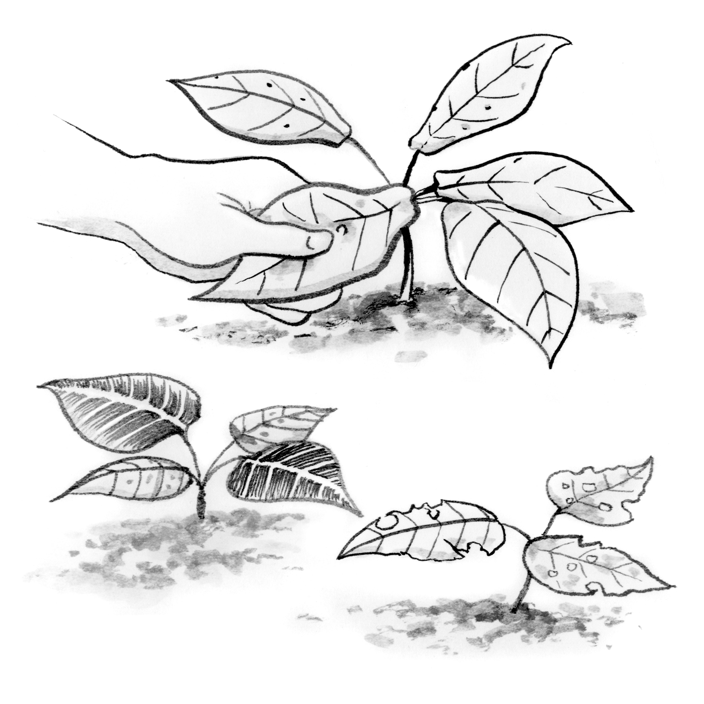 Learning to Build Collections from the Forest