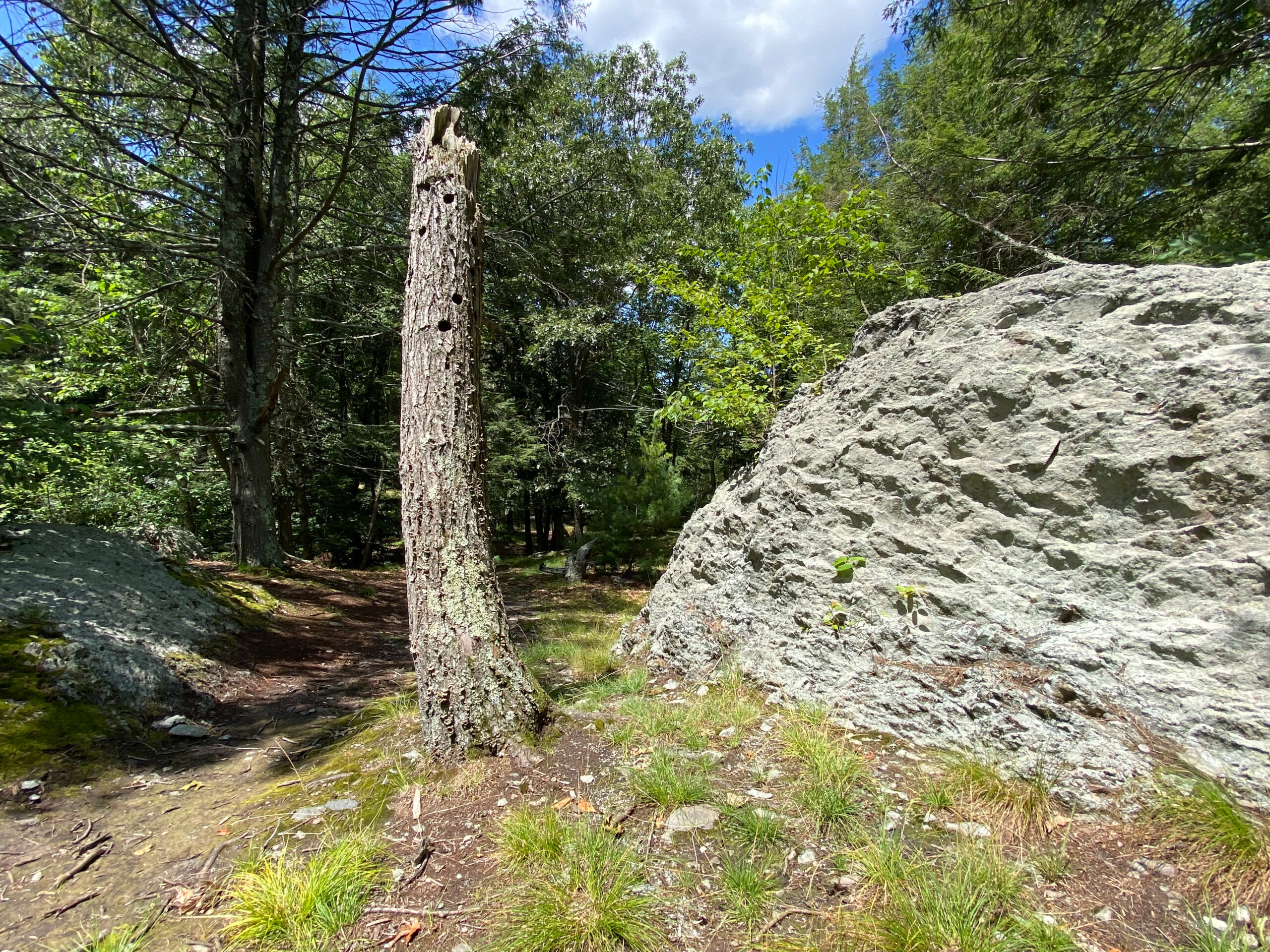 Standing Dead