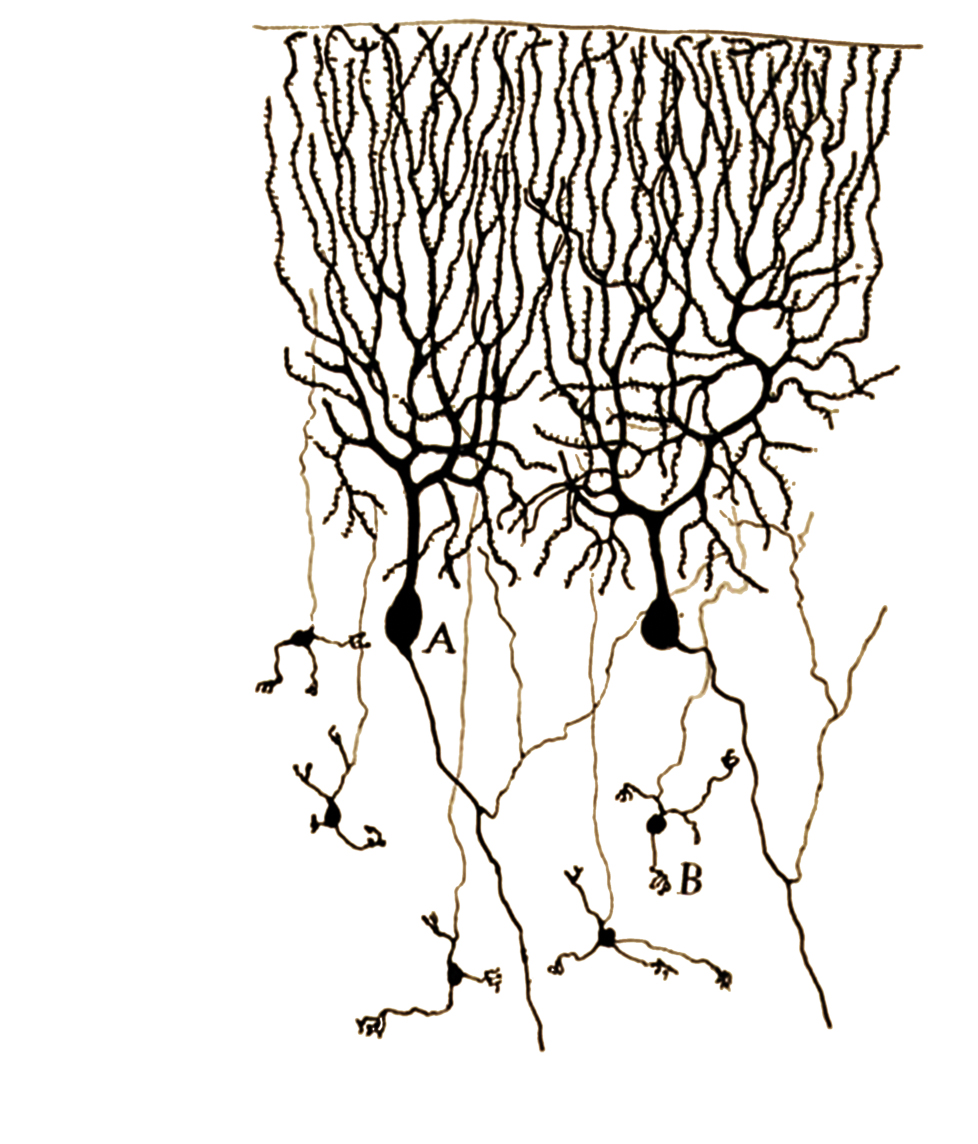 The Elms, or Trans-sensory Experience, Courtesy of Santiago Ramón y Cajal