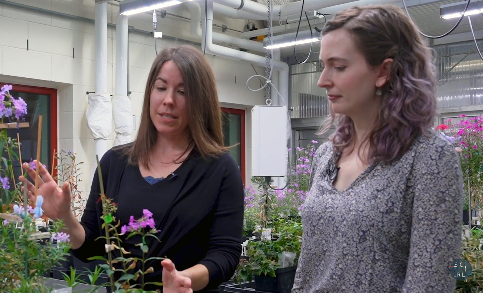 How Do New Species Form?