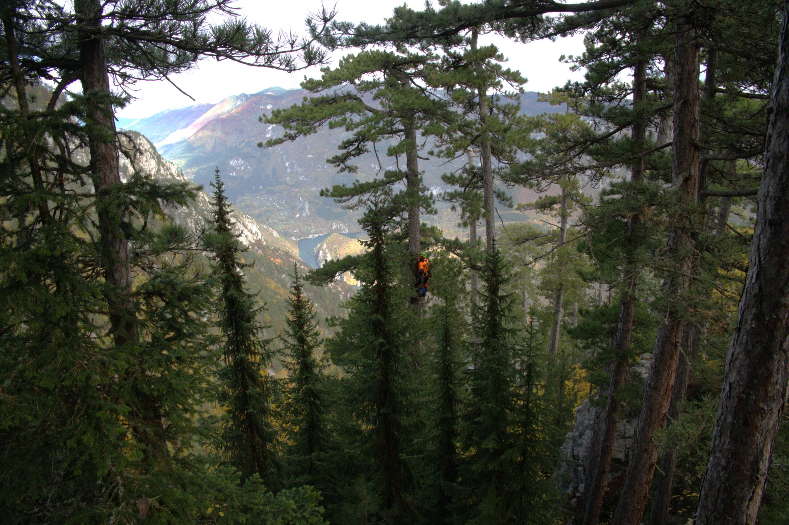 A tree climber collects cones from an endangered Serbian spruce.