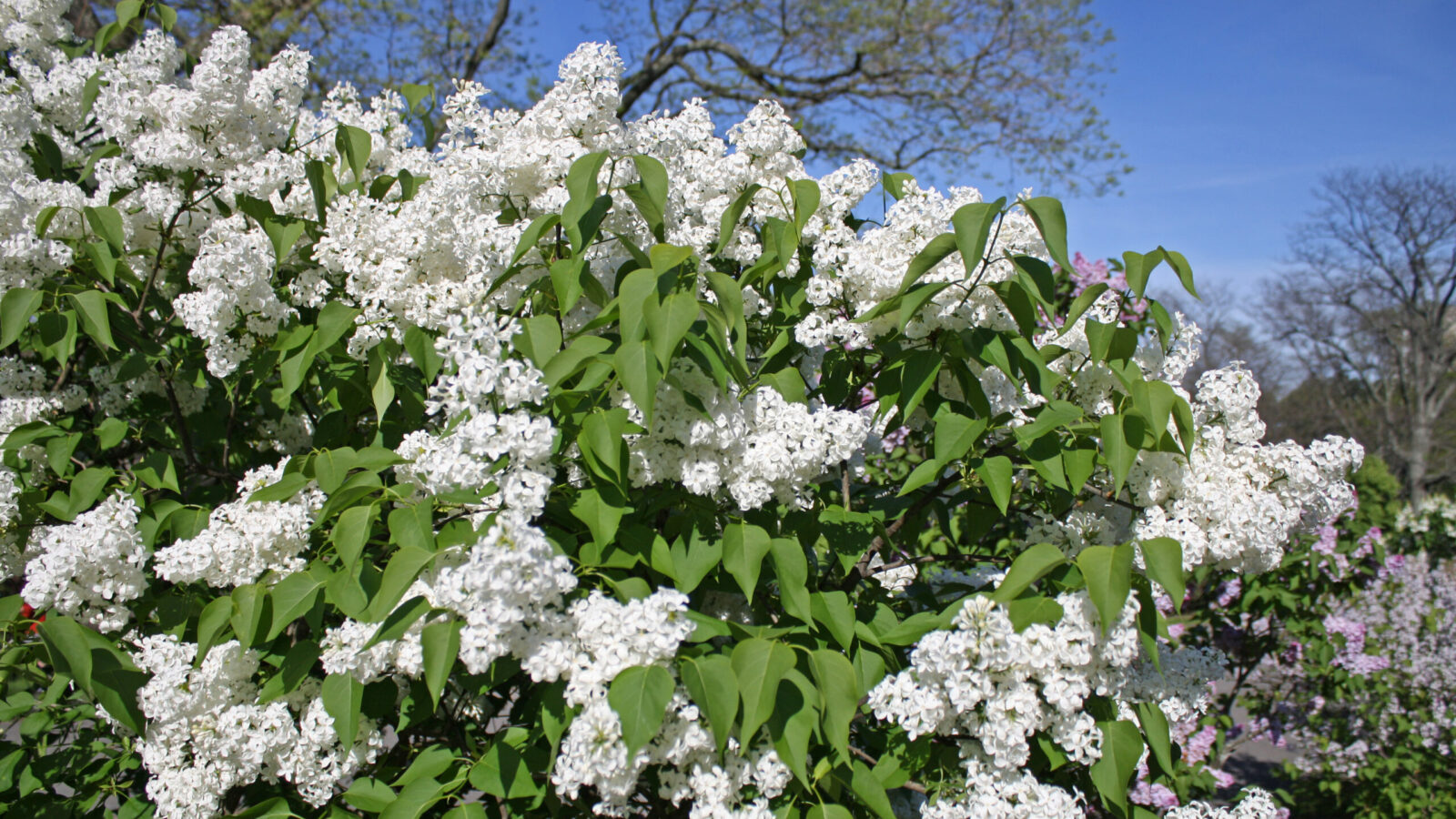 Syringa x hyacinthiflora 'Sister Justine' at the Arnold Arboretum