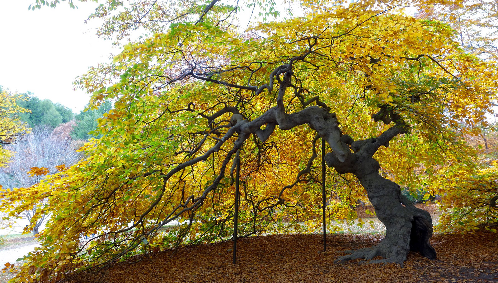 A Cart Ride Through Boston’s Tree-filled Treasure
