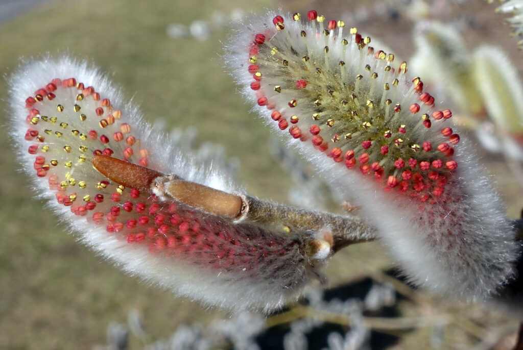 Red flowers emerge from a fuzzy grey bud