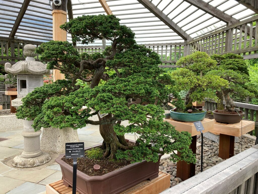 bonsai collection at the Arnold Arboretum