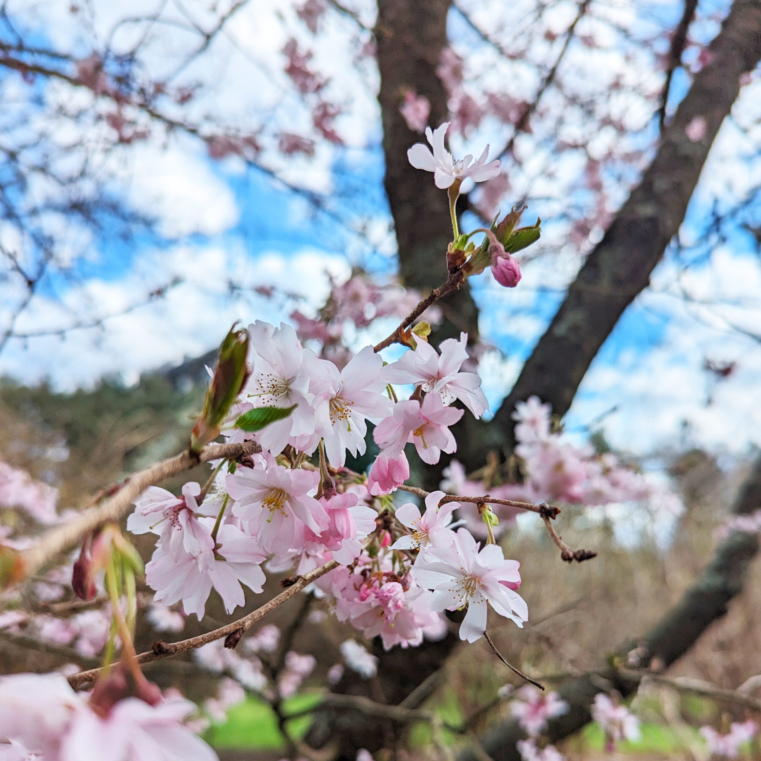 Close-up of light pink cherry blossoms on a tree branch, with a blurred background of more blossoms, tree trunk, and blue sky with scattered clouds.