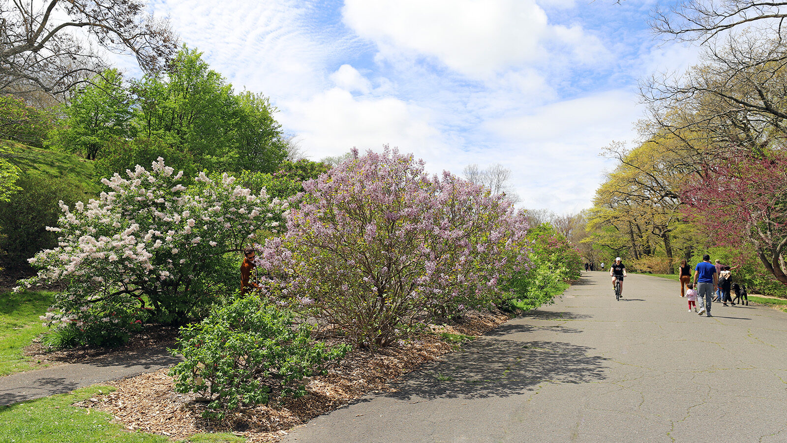 Syringa oblata 381-2001*A