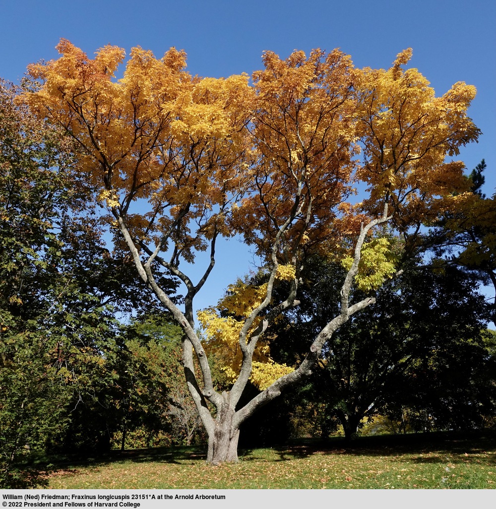 Ode to Trees