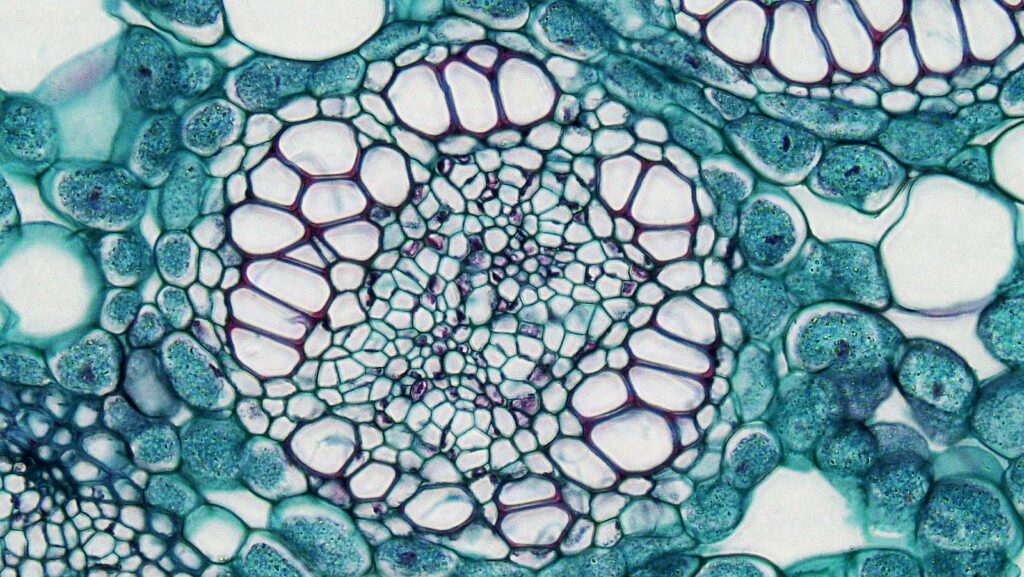 Image of plant cells under a microscope