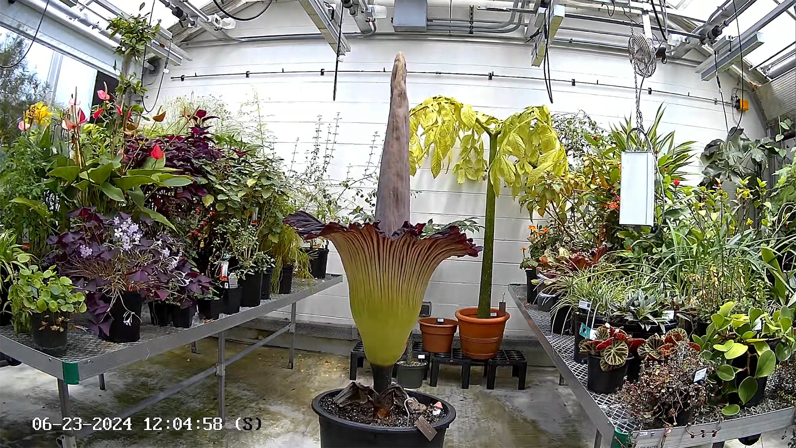 corpse plant inflorescence opening in the research greenhouses of the Arnold Arboretum