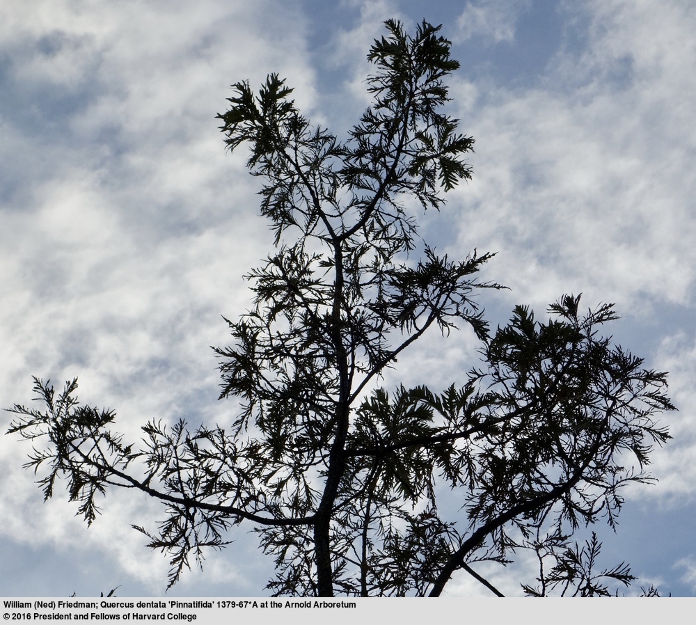 Arboreal
