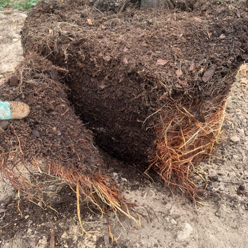 Shaving Tree Roots Untangling the Issue of Circling Roots - Arnold Arboretum