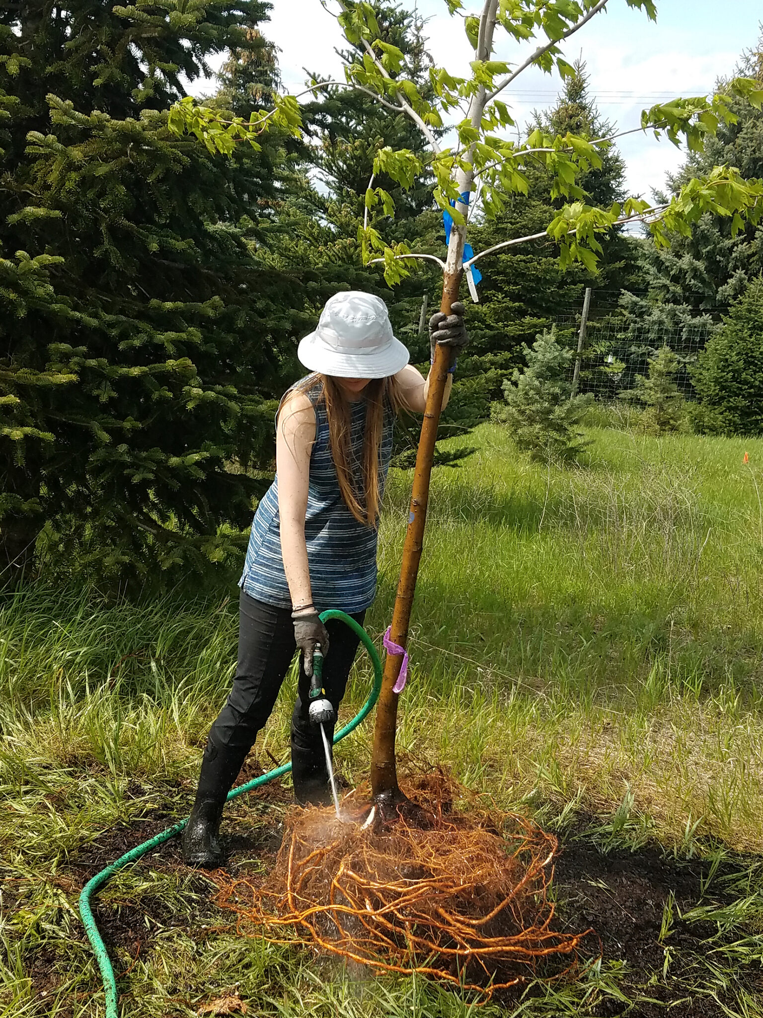 Prying Roots Untangling the Issue of Circling Roots - Arnold Arboretum