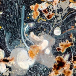 Colorful time lapse photograph of plankton trails