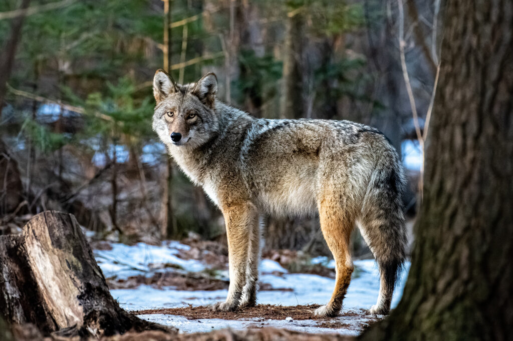 A coyote in a snowy forest