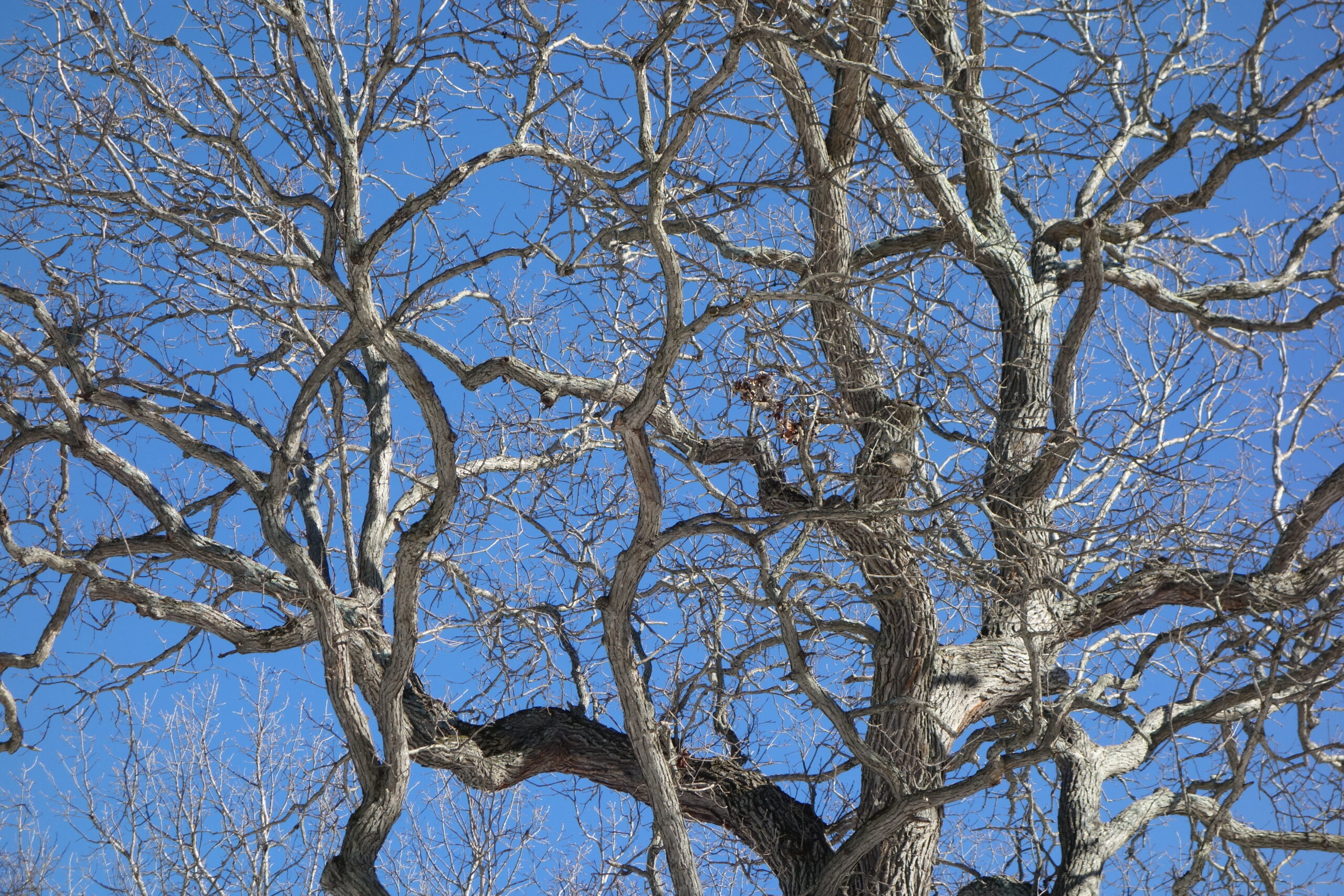 White Oak in Winter