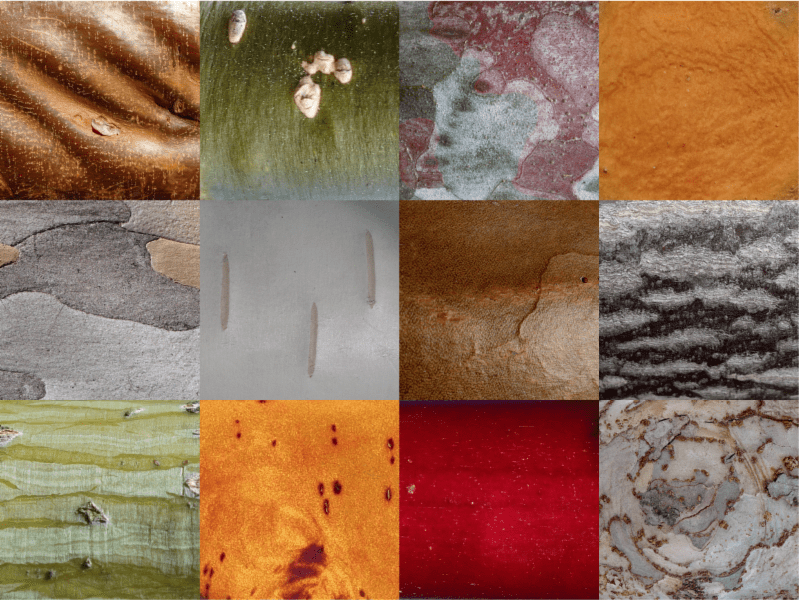Image grid showing various types of bark.
