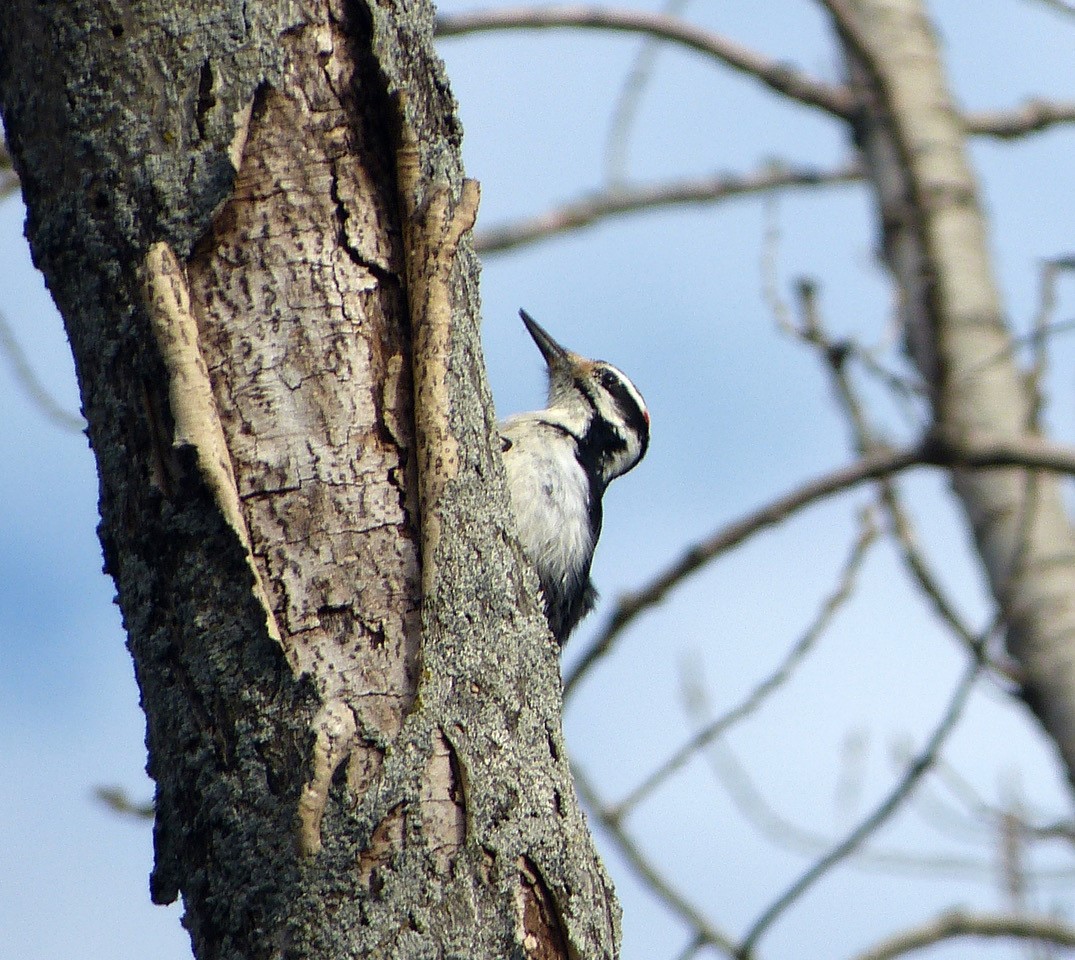 Woodpecker