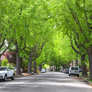 Several trees line an urban street