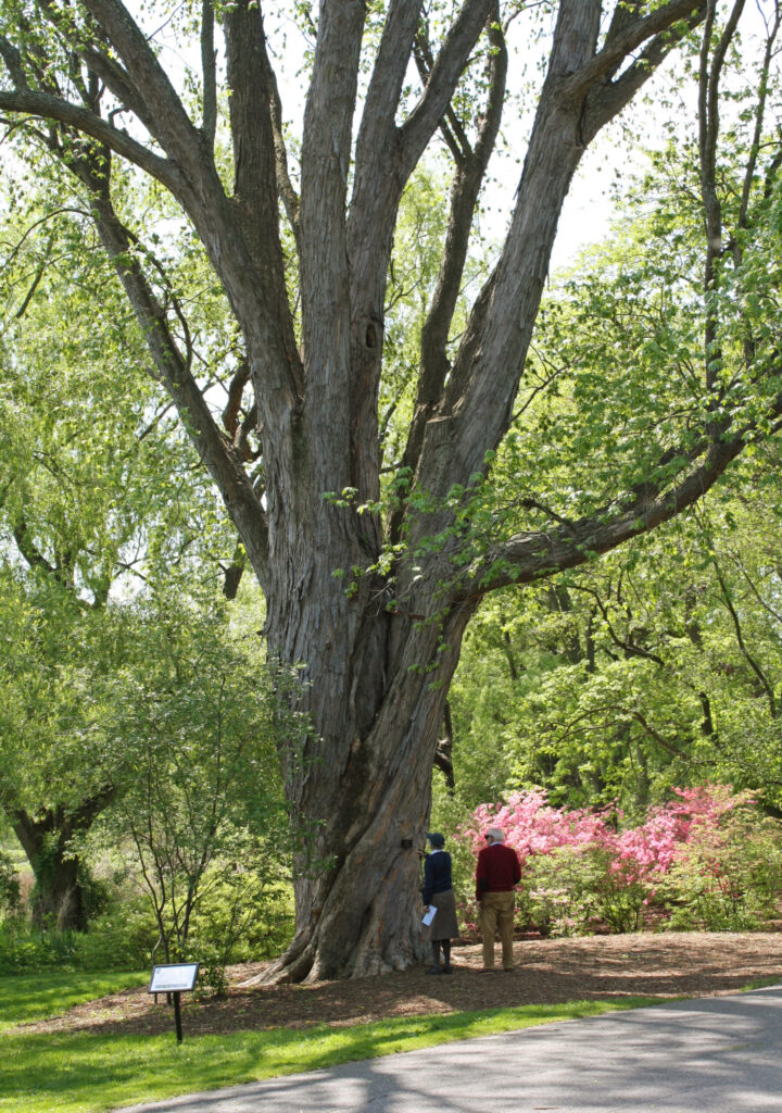 A large tree with a twisting trunk towers over the people and shrubs next to it