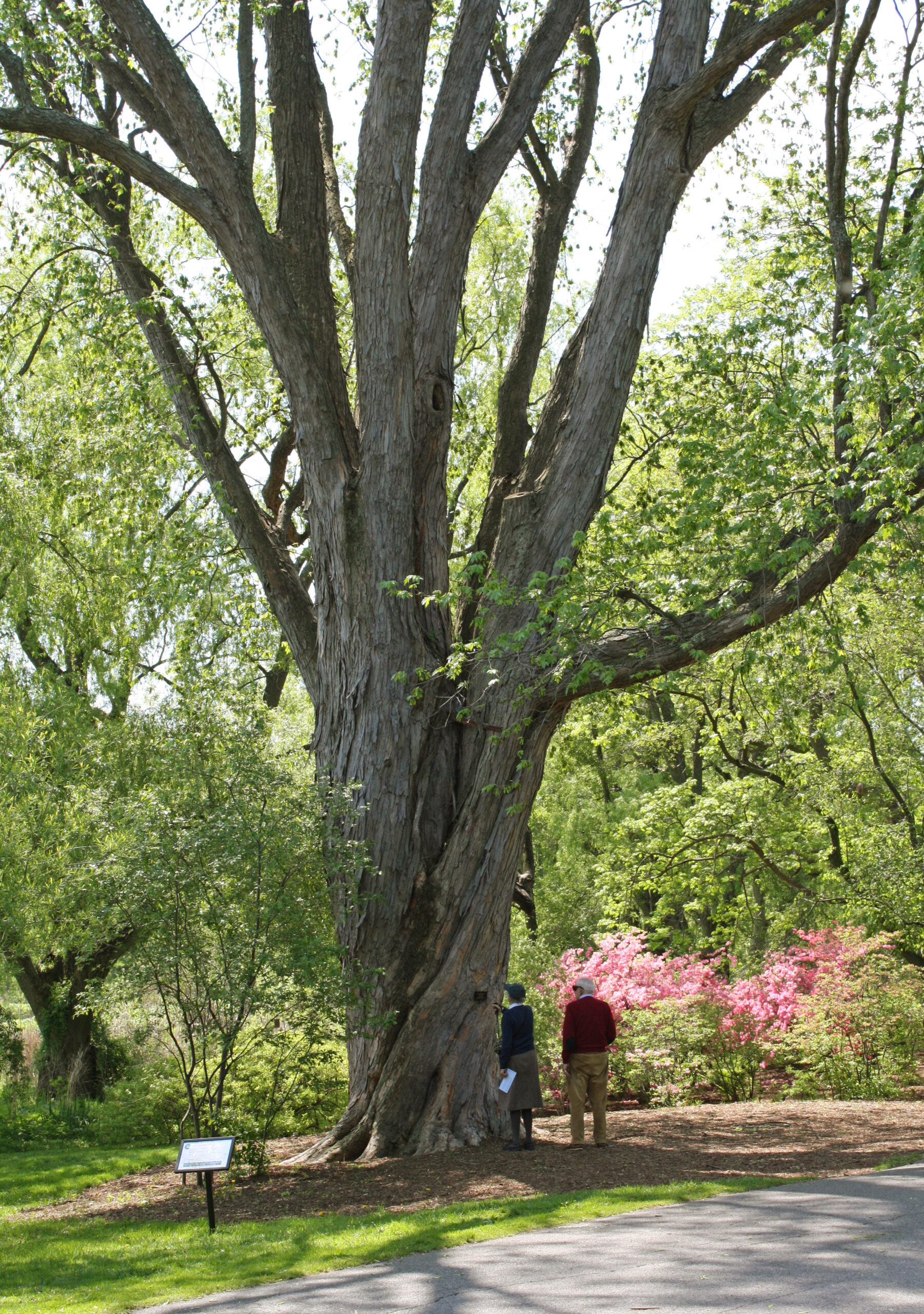 Farewell to a Beloved Sentinel: The Silver Maple of Meadow Road