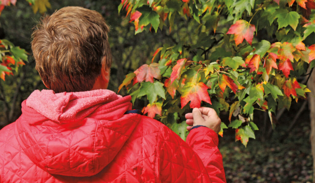 Acer Rubrum Red Maple