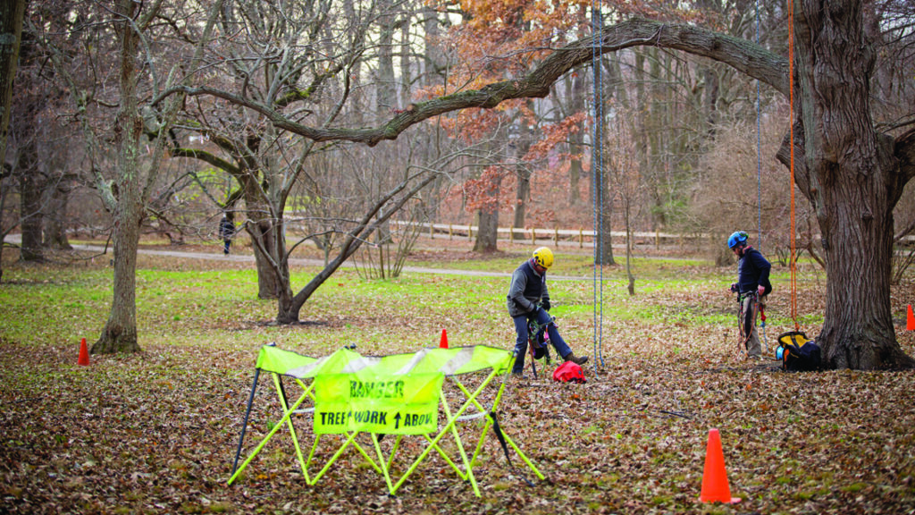 Arborists Lindens Setting Up