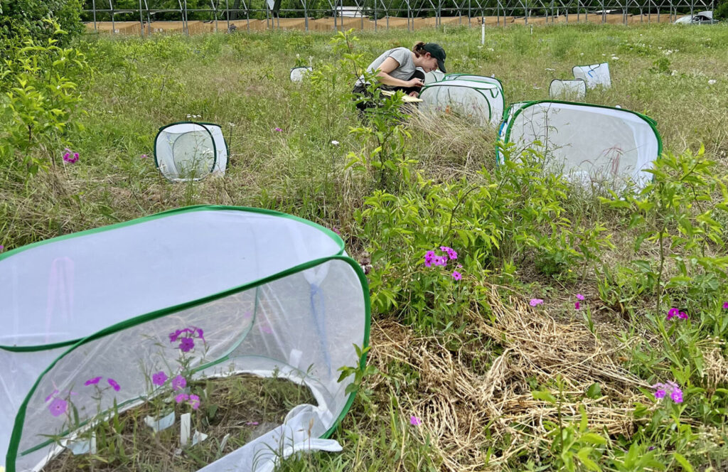 Grace Field Work