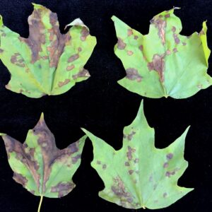 Four maple leaves with brown spots on them