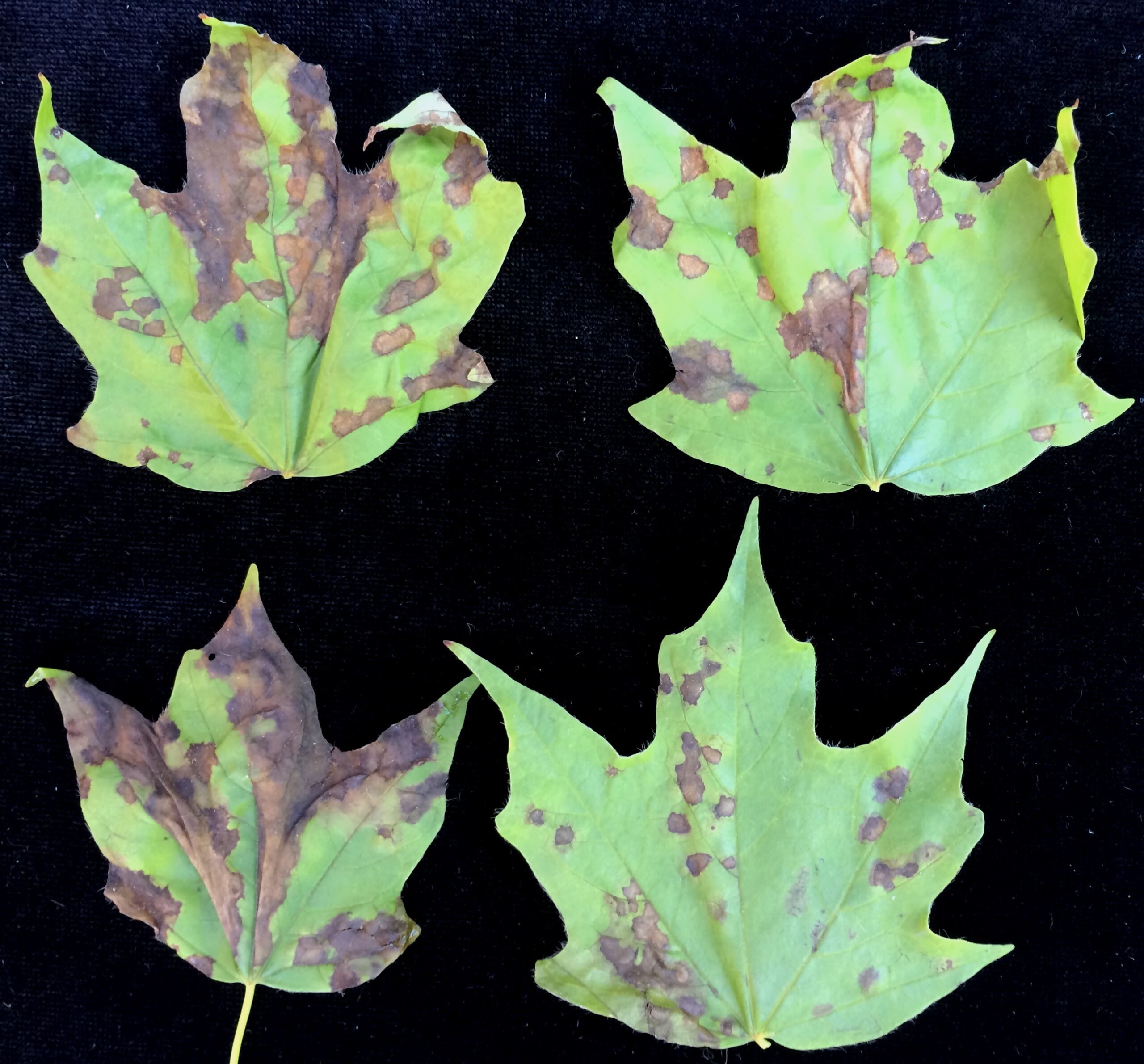 Four maple leaves with brown spots on them