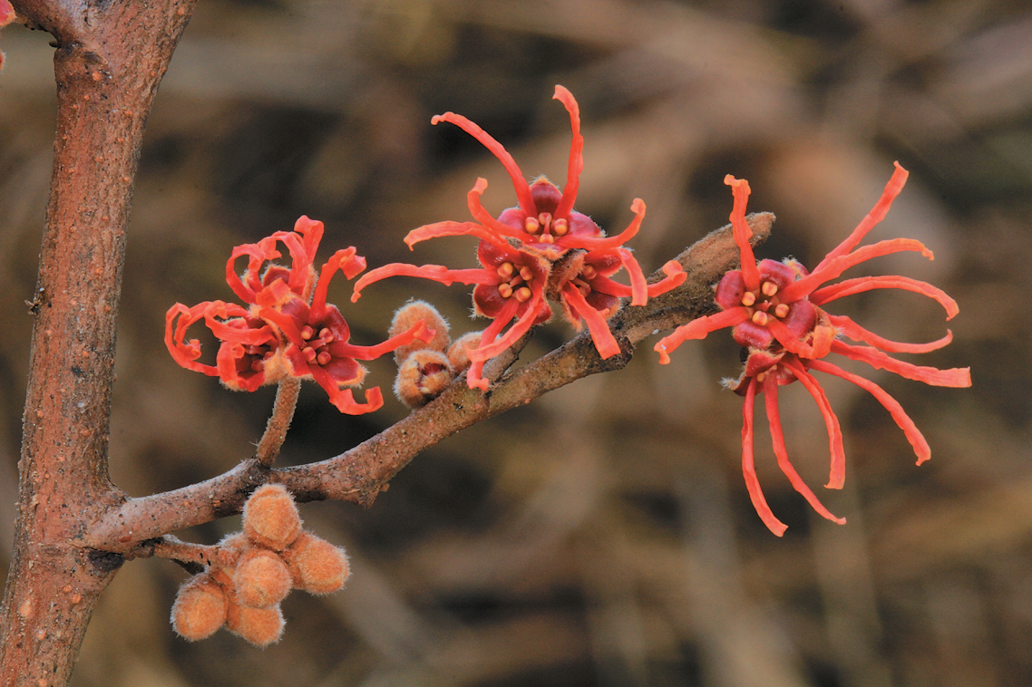 Witch-hazel Walk