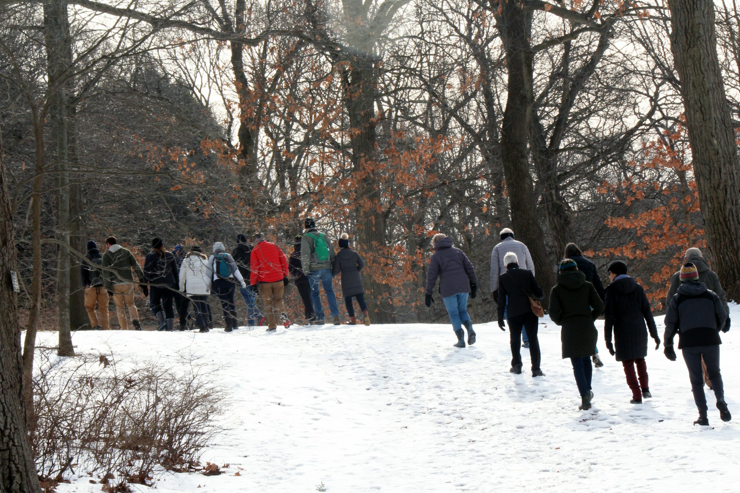 Winter Wellness Walk