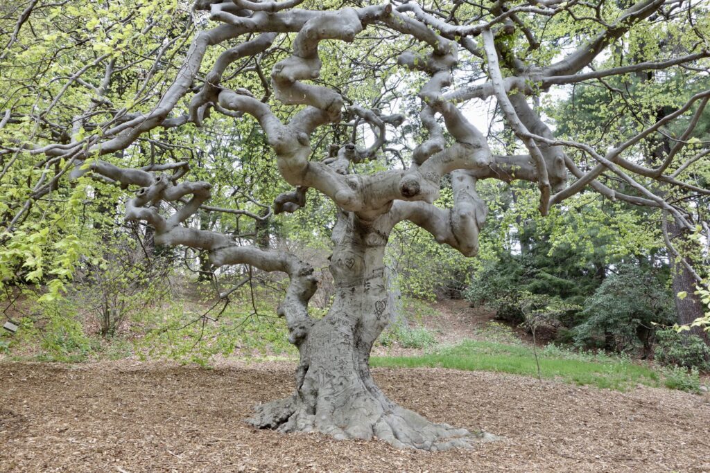 Tree with smooth bark and curved branches