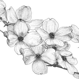 Black and white pencil drawing of dogwood flowers