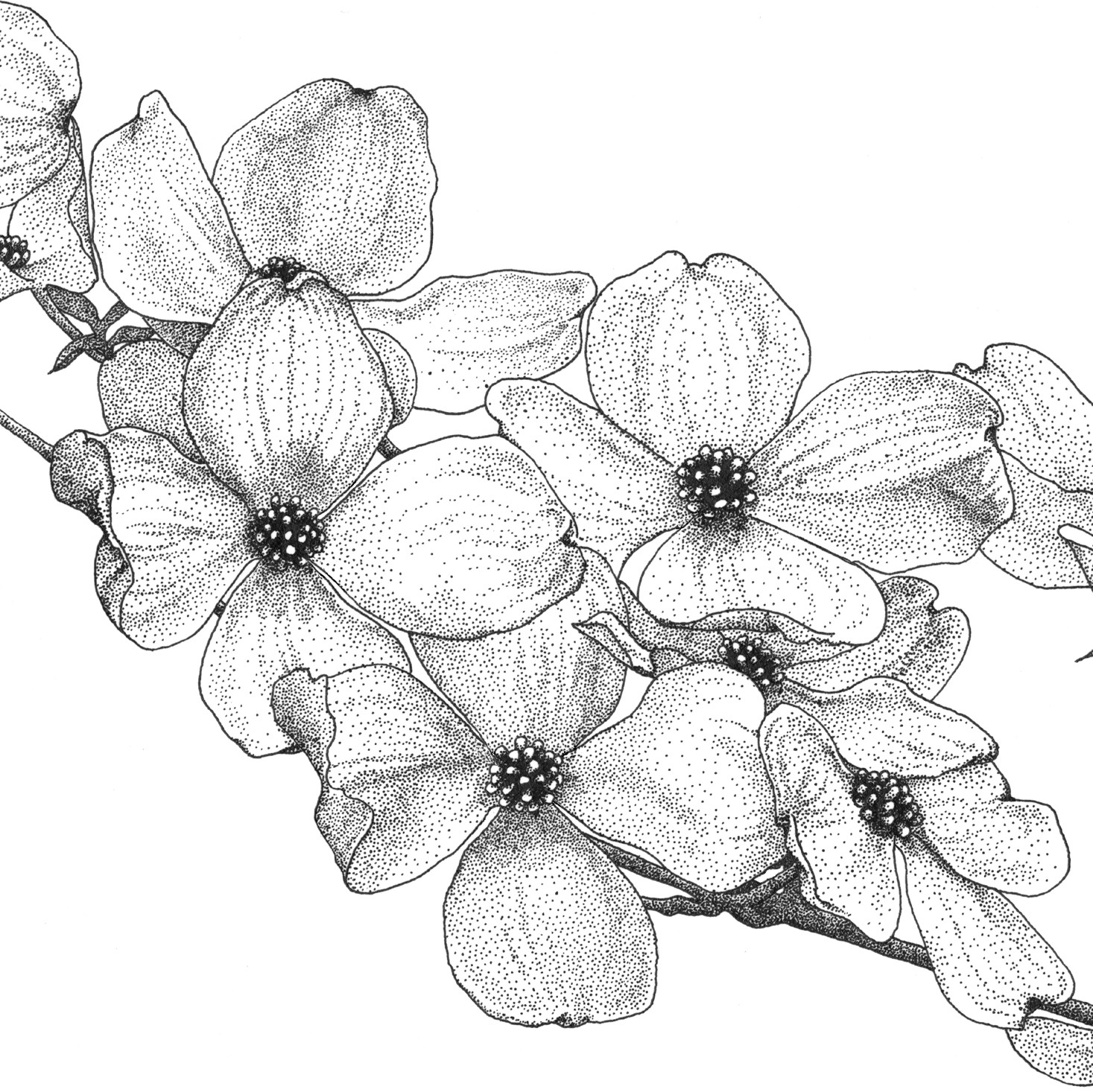 Black and white pencil drawing of dogwood flowers
