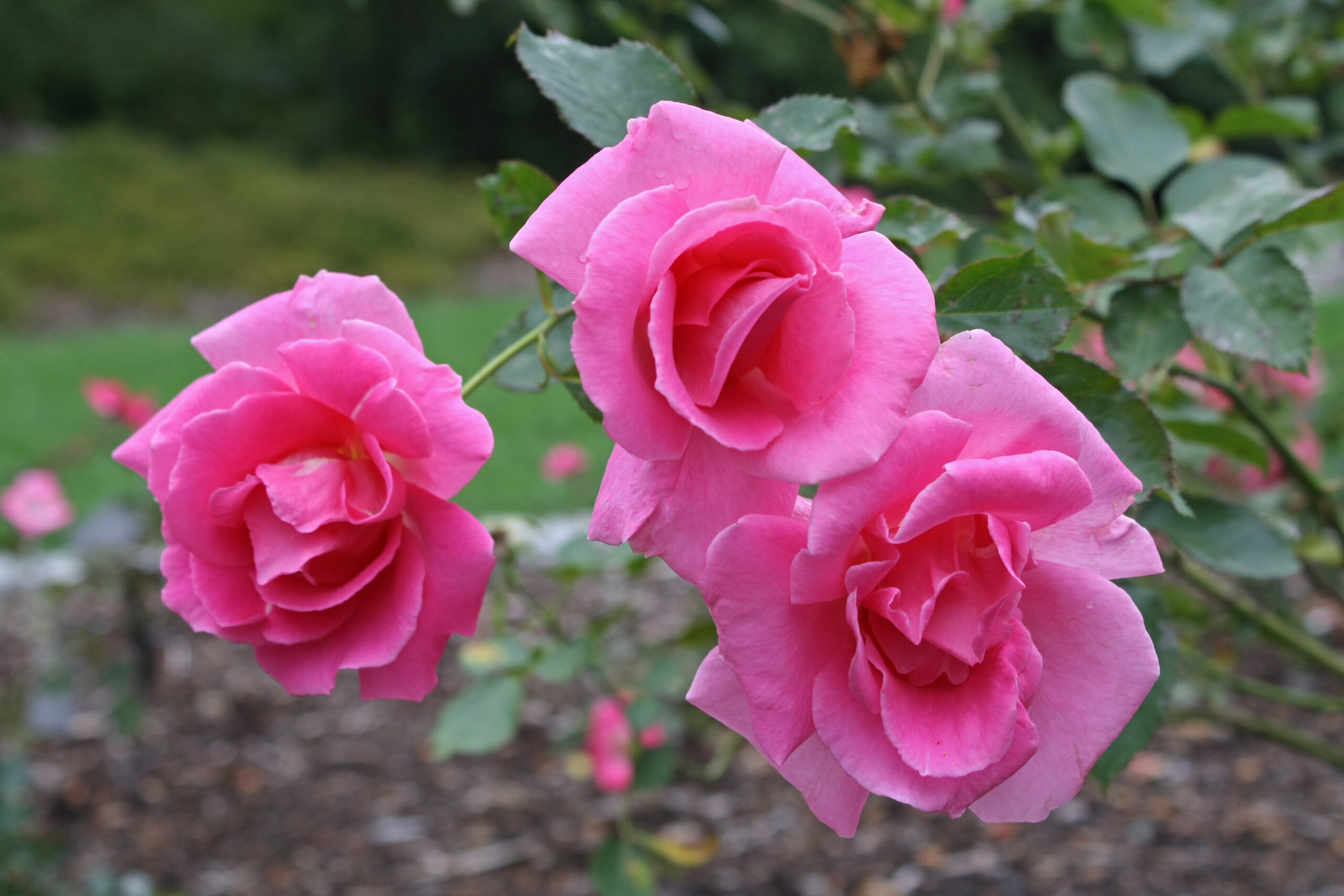 Three vibrant pink roses are in full bloom on a green bush, with a blurred garden background of soil, grass, and other plants.
