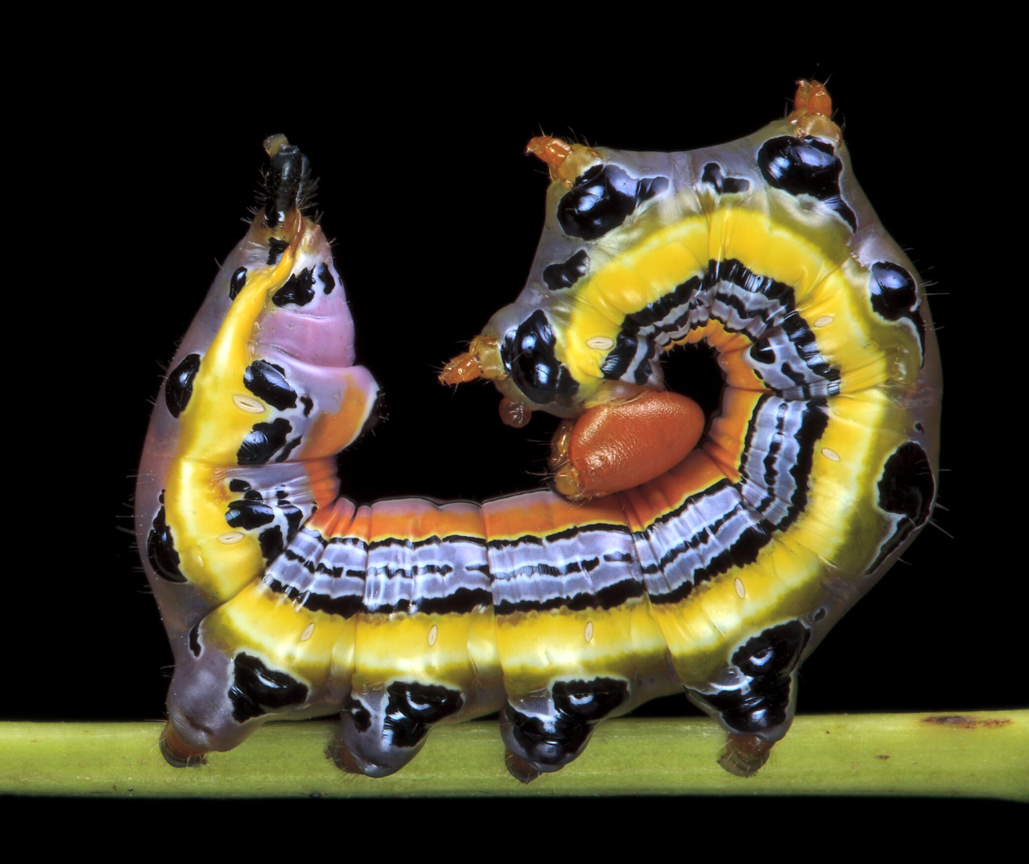 A caterpillar with yellow, blue and orange stripes