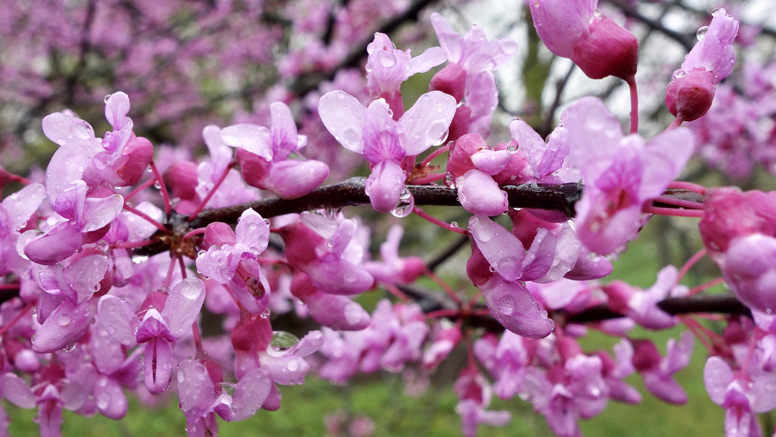 A close-up of a tree branch covered in vibrant pink blossoms with raindrops on the petals. The background is blurred, highlighting the fresh spring flowers.