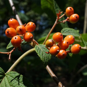 Clumps of orange berries