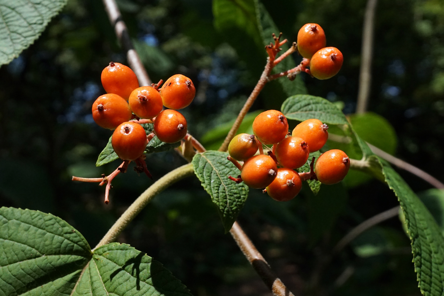 Orange berries and green leaves