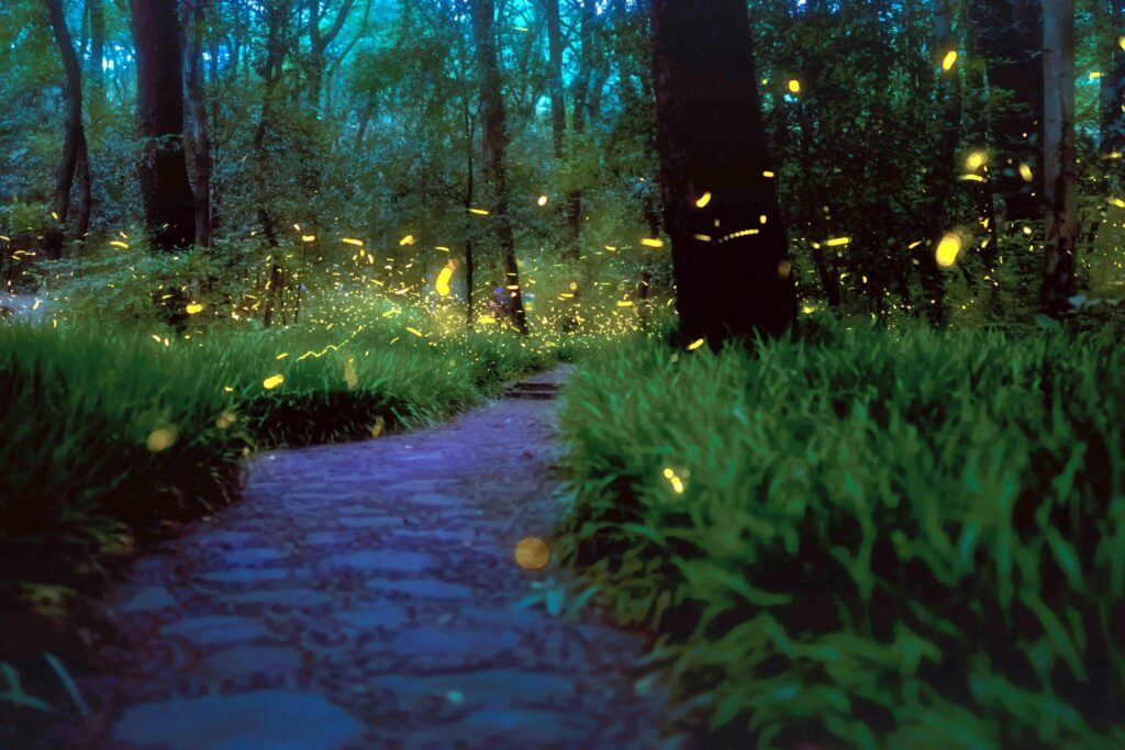 A stone path winds through a lush, green forest at dusk, illuminated by glowing fireflies scattered among the trees and grass.