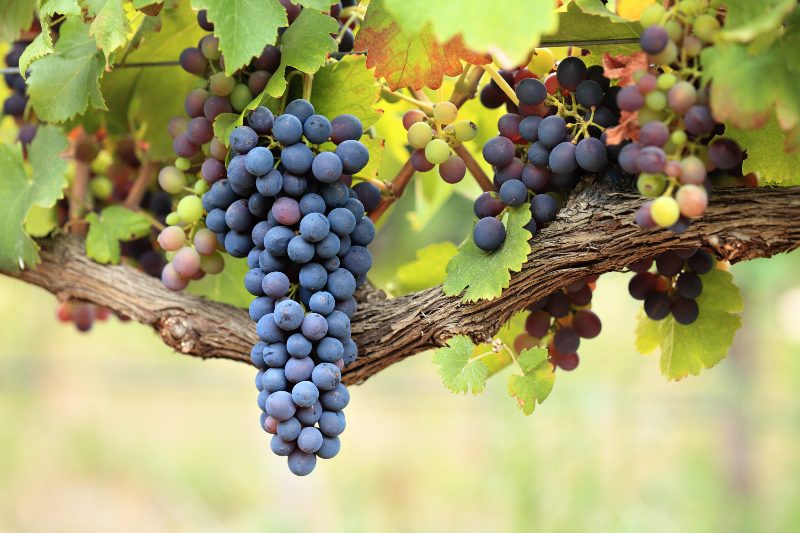 A bunch of blue grapes hangs from a vine